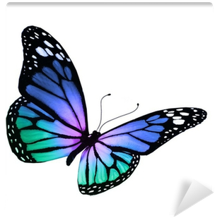 Turquoise Violet Butterfly, Isolated On White Background - Heal Breast Cancer Naturally - 7 Essential Steps (400x400)