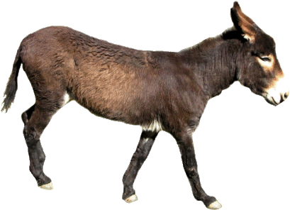Realistic Clipart Donkey - Donkey No Background (426x307)