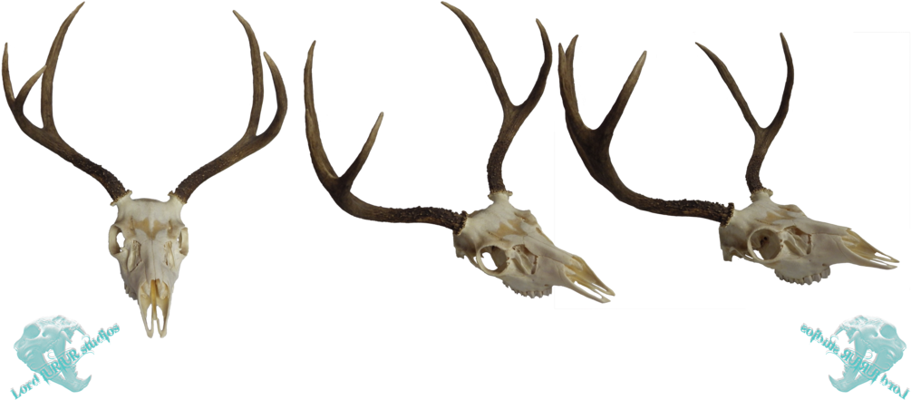 Whitetail Deer Skull Clip Art Download - Mule Deer (1024x486)
