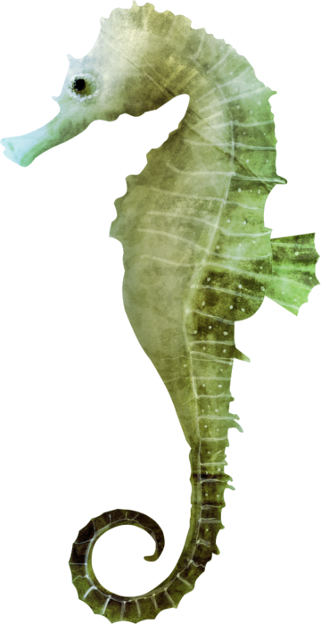 Seahorse Clipart Transparent Background - Морской Конек На Белом Фоне (360x699)