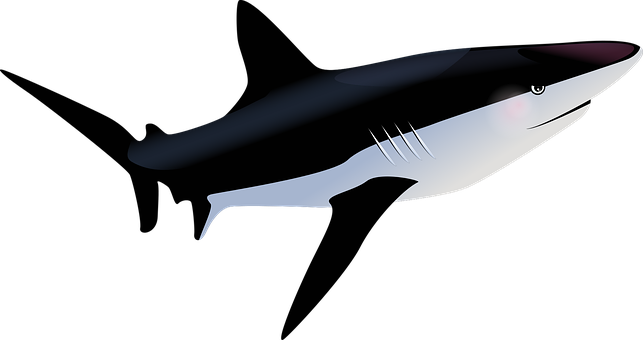 Fish Tropical Fish Sea Shark Shark Shark S - Tropische Vissen Png (960x507)