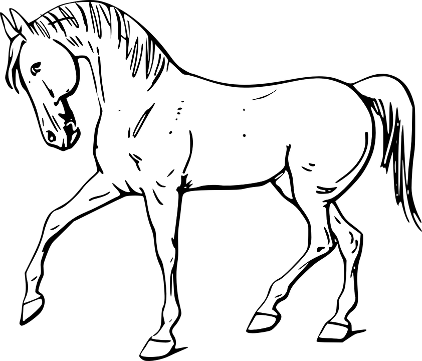 Collection Of Sea Horse Outline - Outline Of A Horse (842x720)