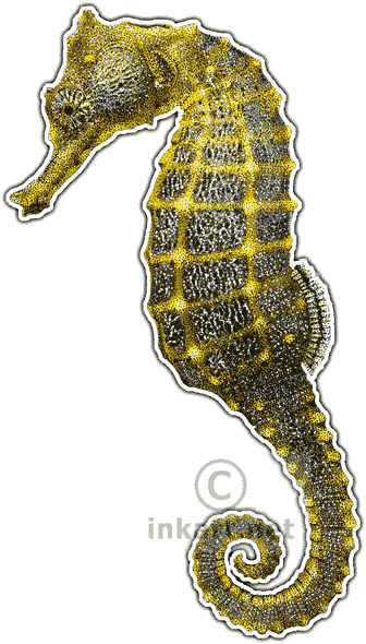 Pacific Seahorse Art Decal - Seahorses Seadragons Shower Curtain (336x590)
