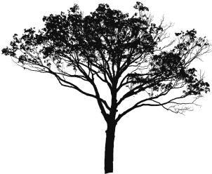 Tree Vector Black And White, Tree Vector Clipart, Tree - Manfred-symphonie By Kitajenko; Guerzenich Orchester (360x360)