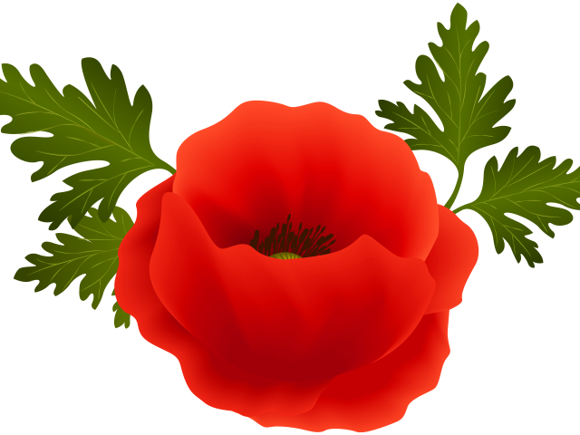 Poppy Clipart War - Poppy Clipart (640x480)