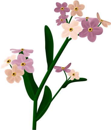 Forget Me Nots - Dendrobium (419x460)