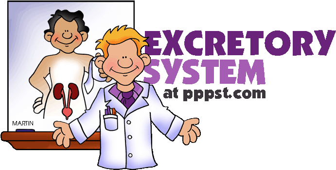 Organs Clipart Pppst - Excretory System In Humans Ppt (709x367)