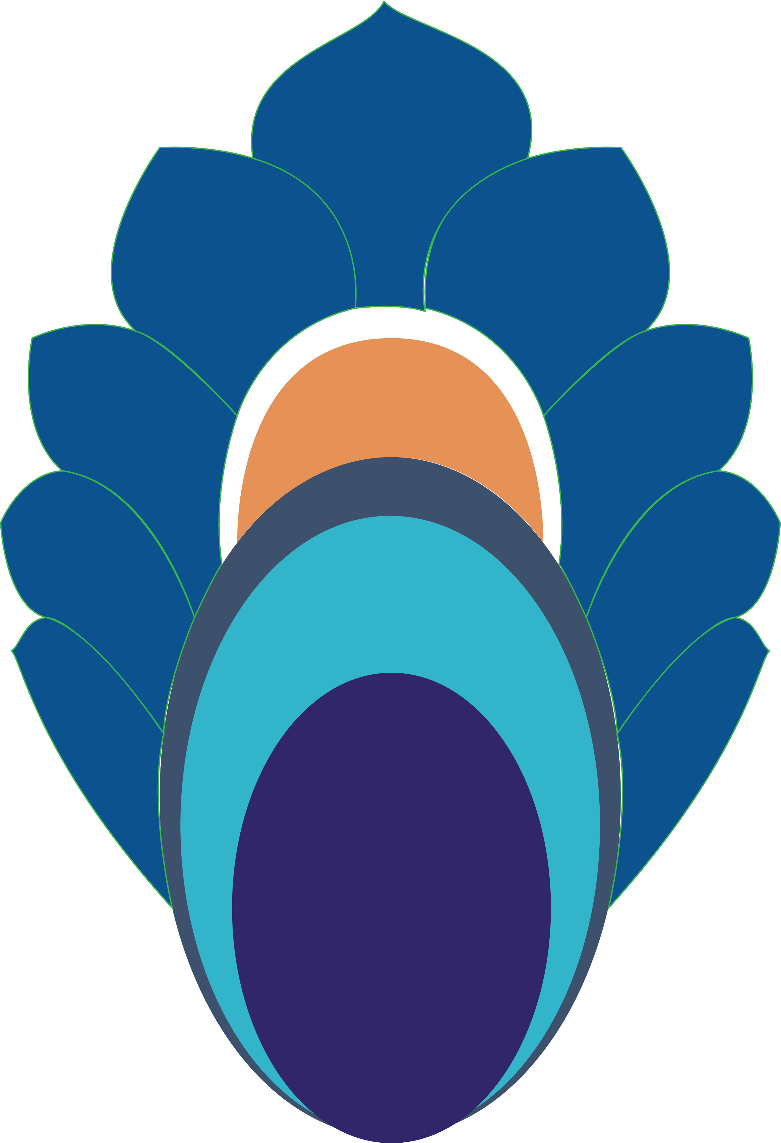 Png Coloured - Peafowl (2502x3660)