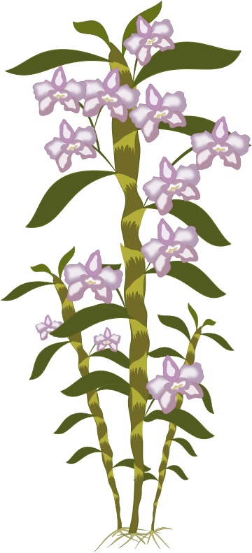Free To Use Public Domain Plants Clip Art - Dendrobium (800x800)