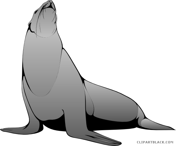 Sea Lion Animal Free Black White Clipart Images Clipartblack - Harp Seal Clipart (600x500)