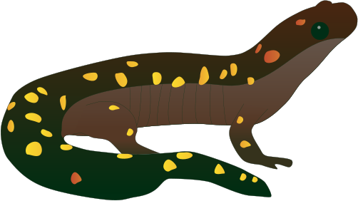 Salamander Clipart Drawing - Spotted Salamander Drawing (502x282)