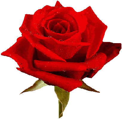 Animated Roses Images - Love You Rose Flower (409x400)