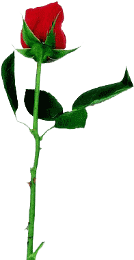 Rose Comments, Graphics - Single Rose (320x400)