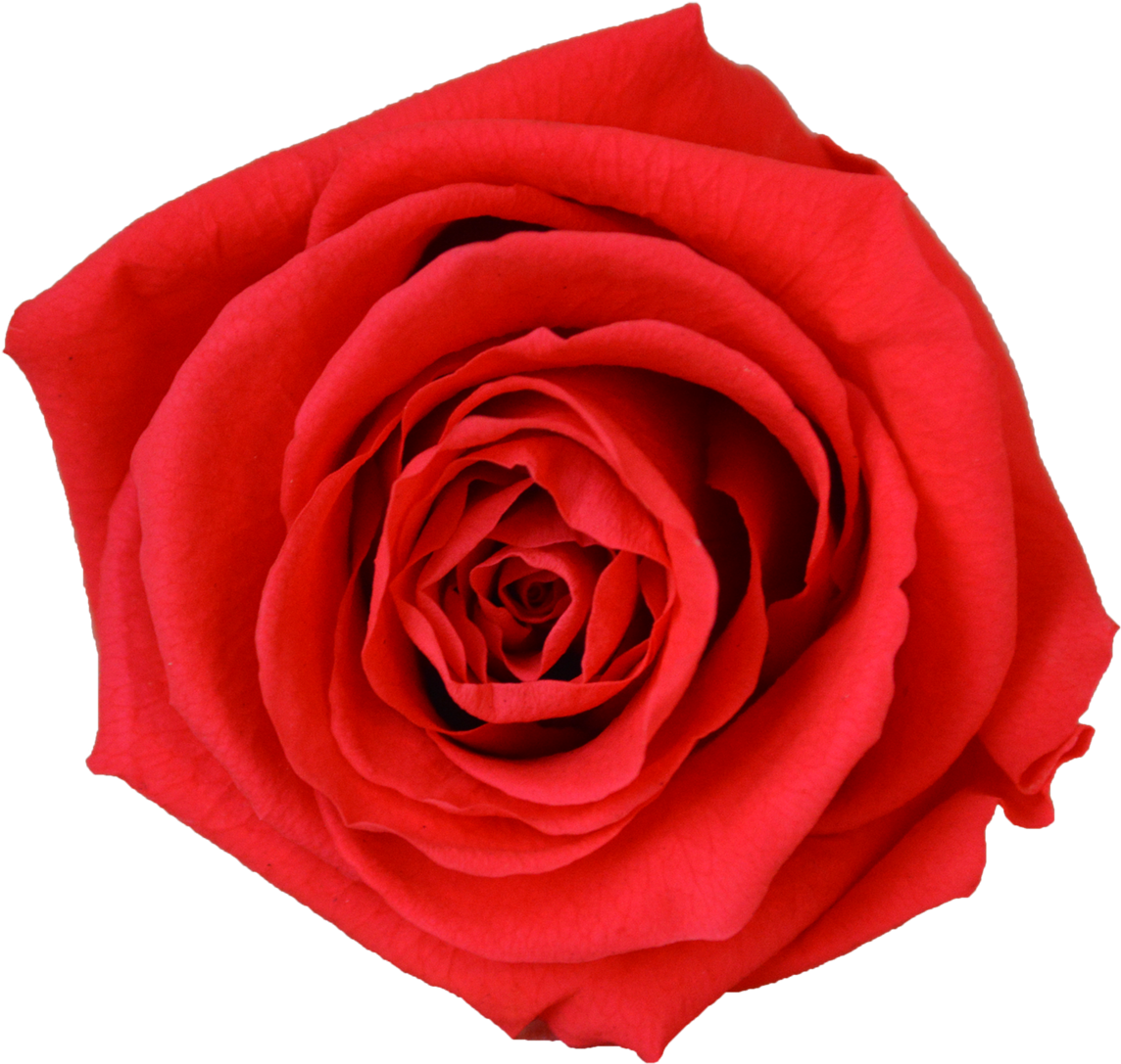 Glass Compote - 23 Rose - Stock Photo Of A Rose (1200x1199)