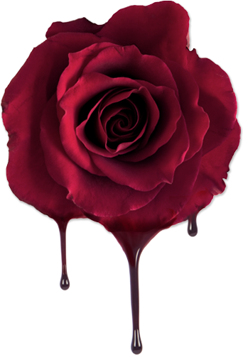 Report Abuse - Wine Rose Flower Png (342x500)