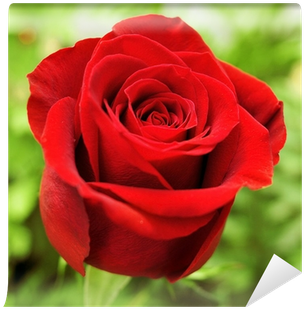 La Rosa Mas Roja Del Mundo (400x400)