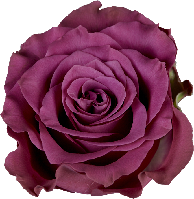 Ascot Racecourse (1000x1002)