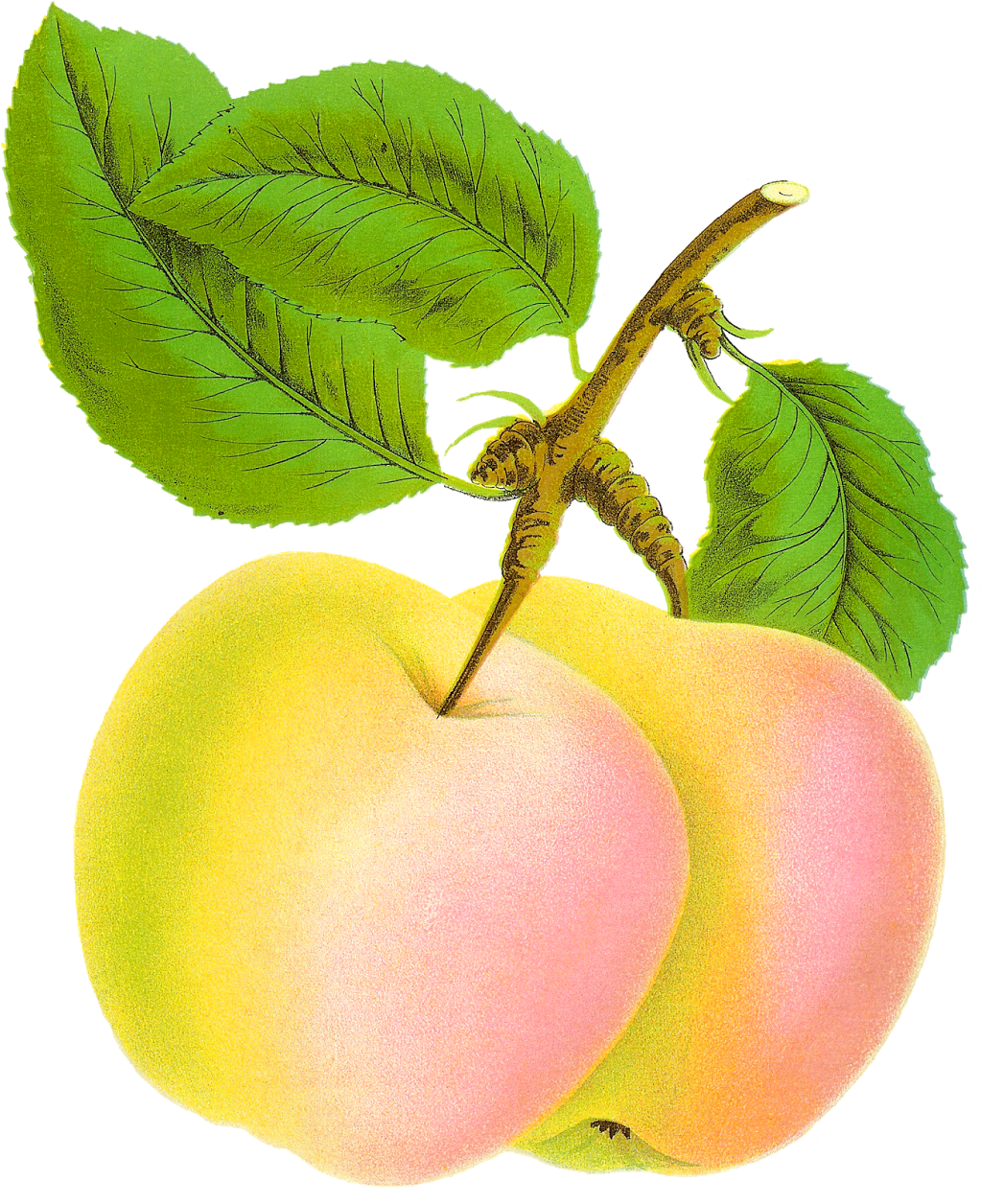 This Is A Gorgeous Digital Botanical Graphic Of The - Clip Art (1271x1600)