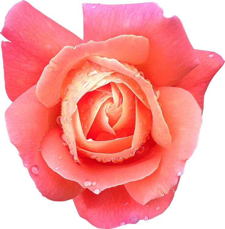 Fleur14 Rose Photogr - Fleur Rose Détouré (736x750)