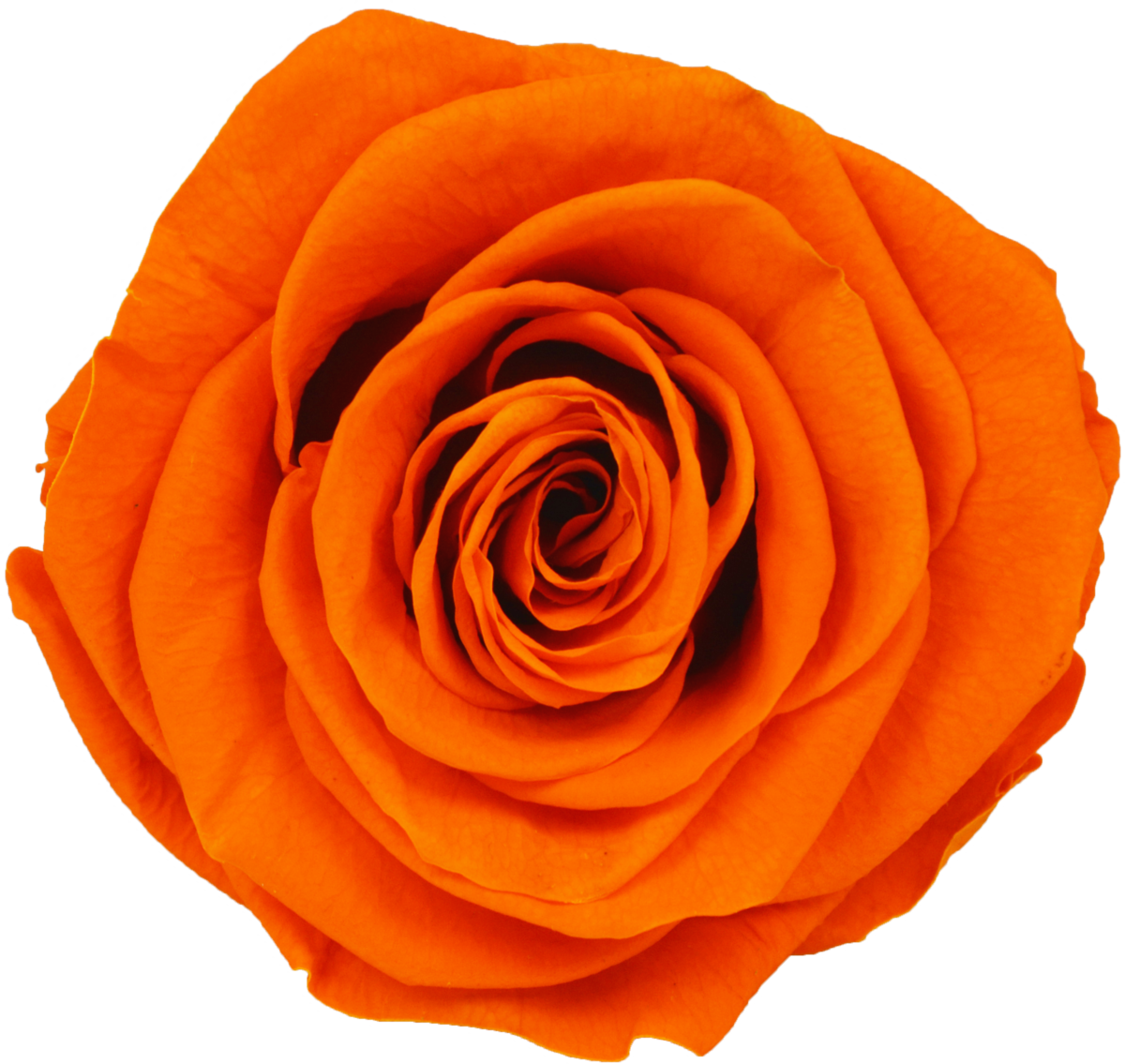 Glass Compote - 23 Rose - Glass Compote - 23 Rose (1200x1135)