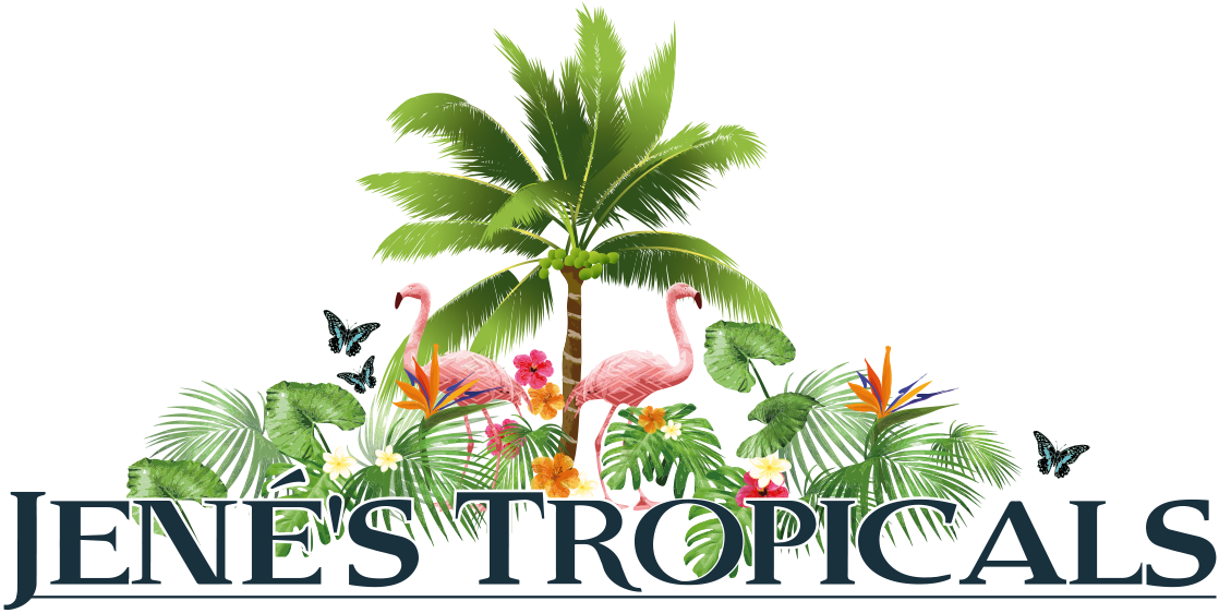 Bonsai Clipart Pomelo Tree - Jene's Tropicals (1119x570)