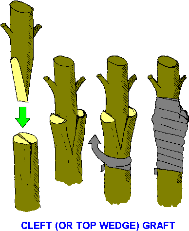 My Next Project - Grafting Artificial Vegetative Propagation (400x490)
