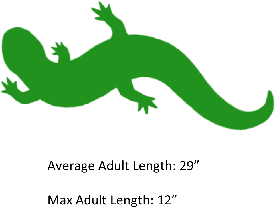 Salamander Clipart Eastern - Green Salamander Art (1041x827)