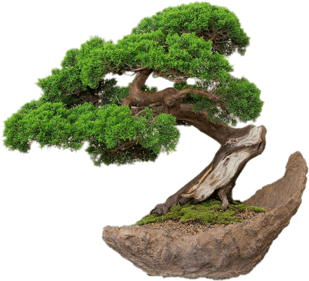 Bonsai On Stone Plate Png - Bonsai Green (700x571)