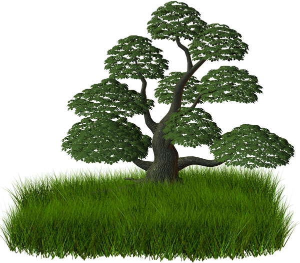 Branch Tree Raster Graphics Clip Art - Portable Network Graphics (600x525)