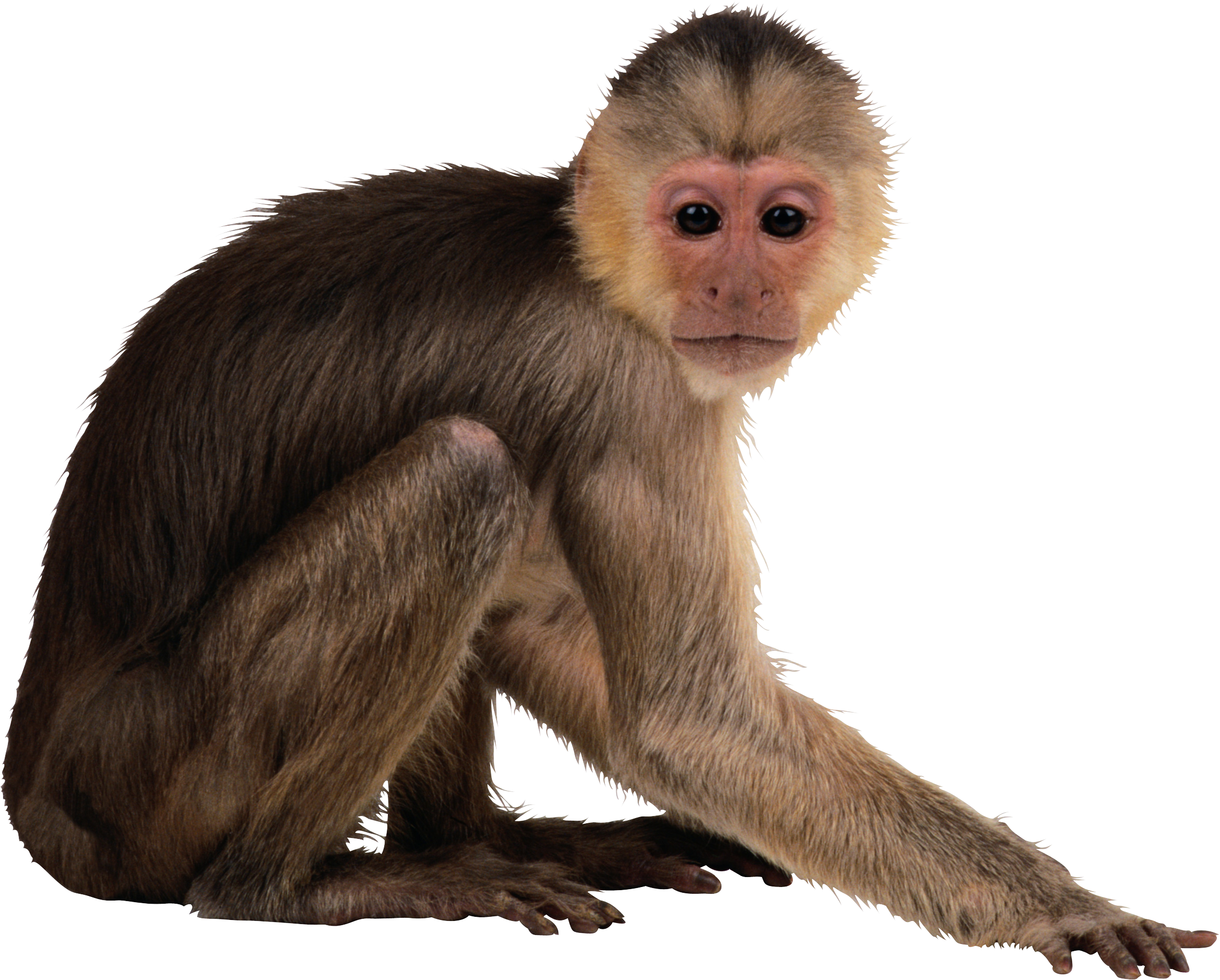 ...Monkey Png, Find more high quality free transparent png clipart images o...