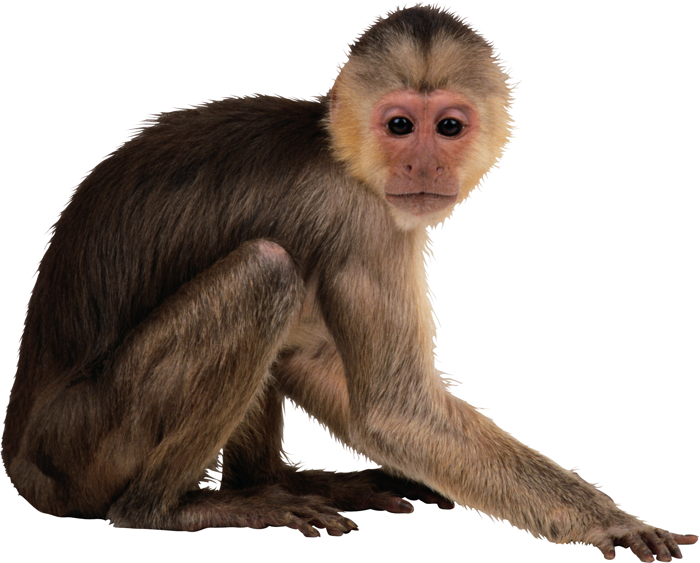 Monkey Desktop Wallpaper Computer Icons Clip Art - Monkey Png (2334x1876)