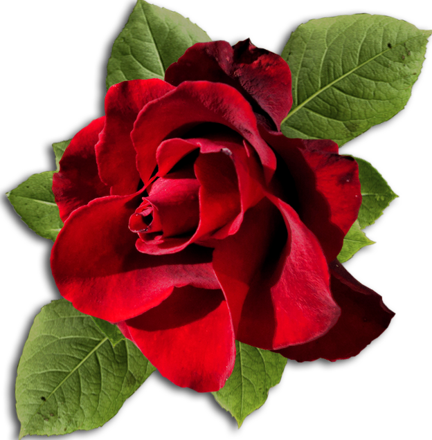 Gif-анимация, Изображения Png - Gif Blingee Tenor Ruo Rožės (624x636)