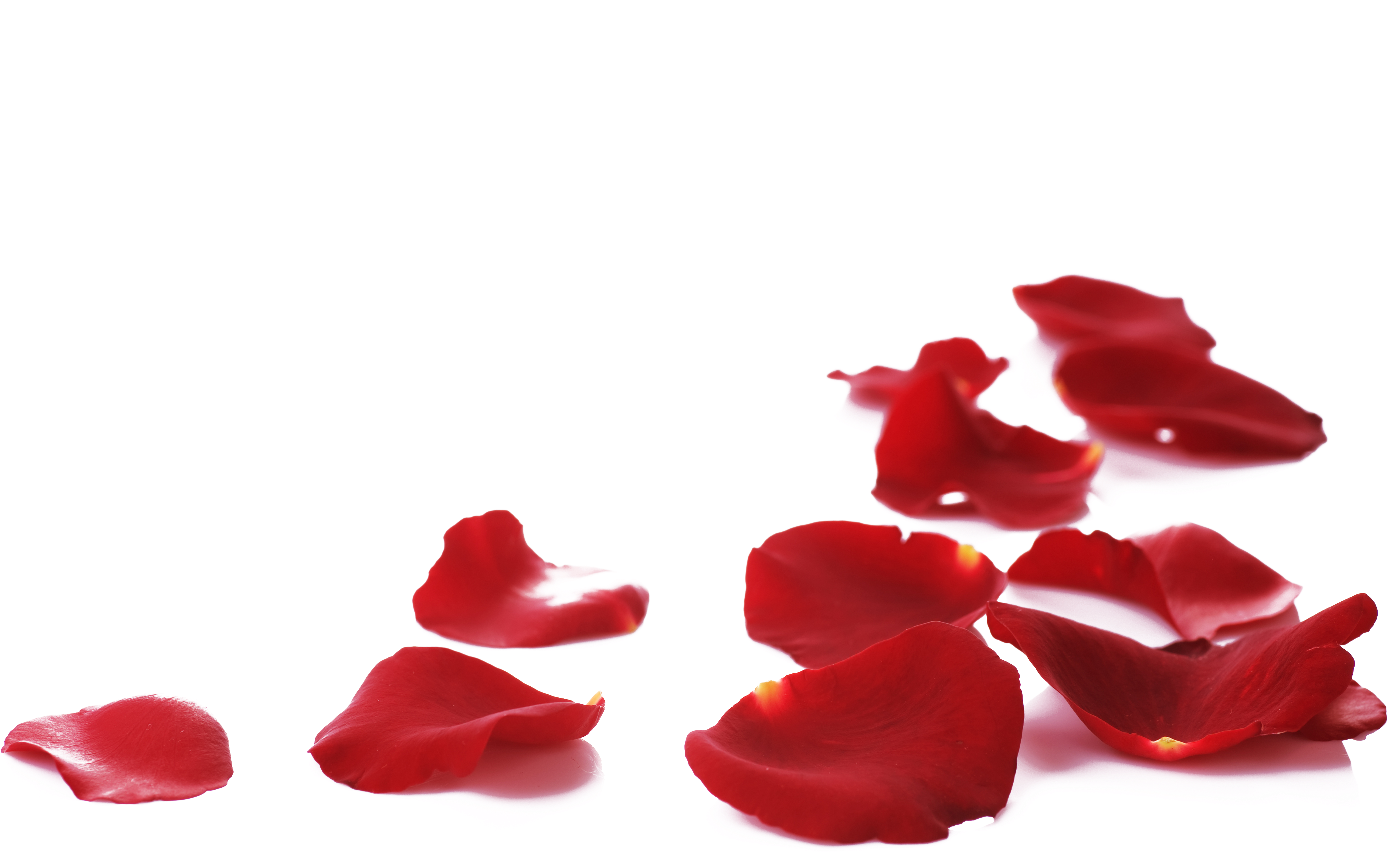 Spring House Hotel Musician Aria Tenor Opera - Spring House Hotel Musician Aria Tenor Opera (7988x6226)