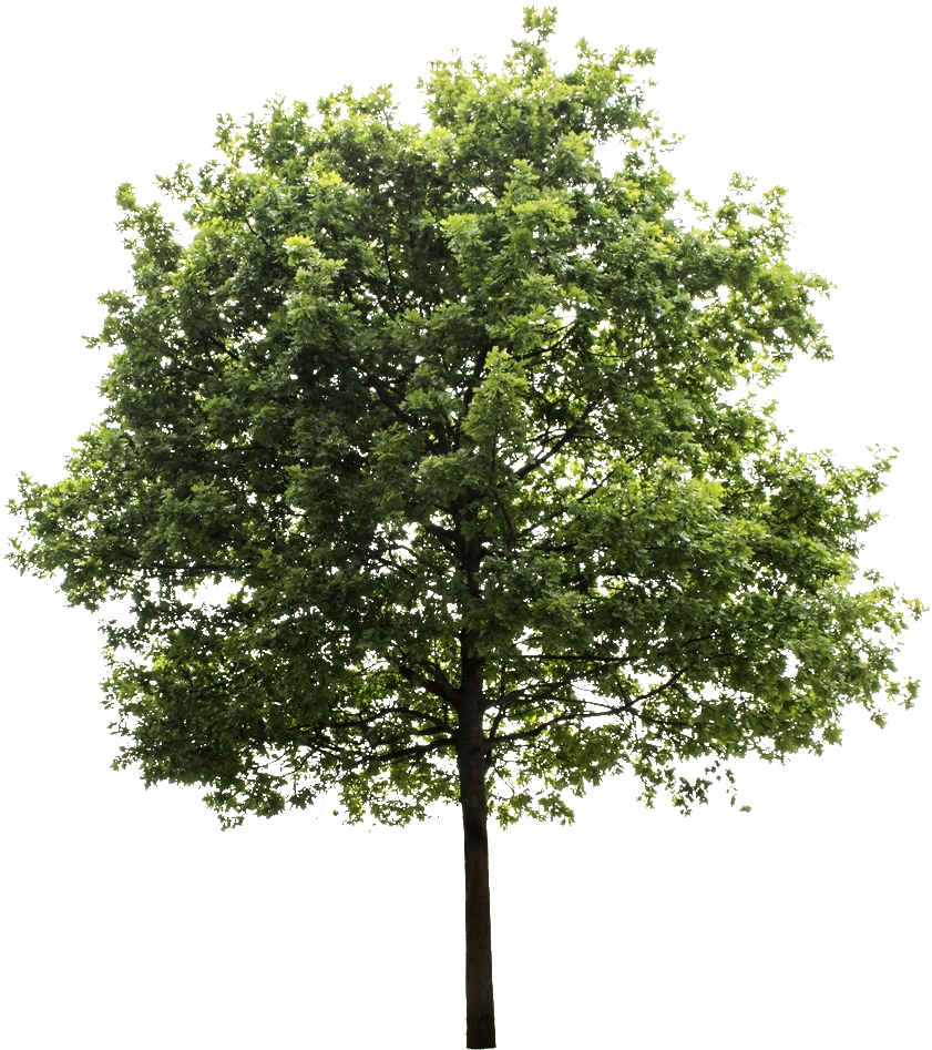 Oak Tree - Cutout Trees - Transparent Background Tree Png (900x976)