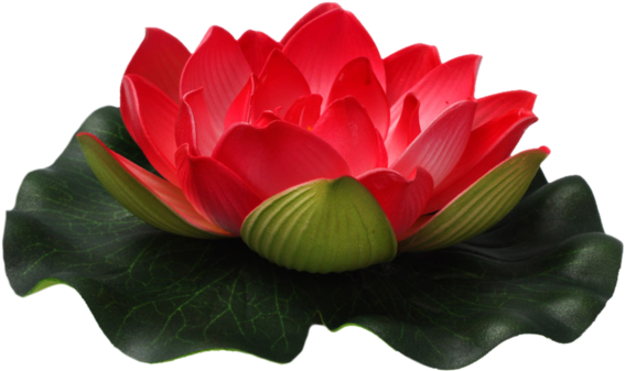 Png Flower By Moonglowlilly - Flowers In Water Png (1024x746)