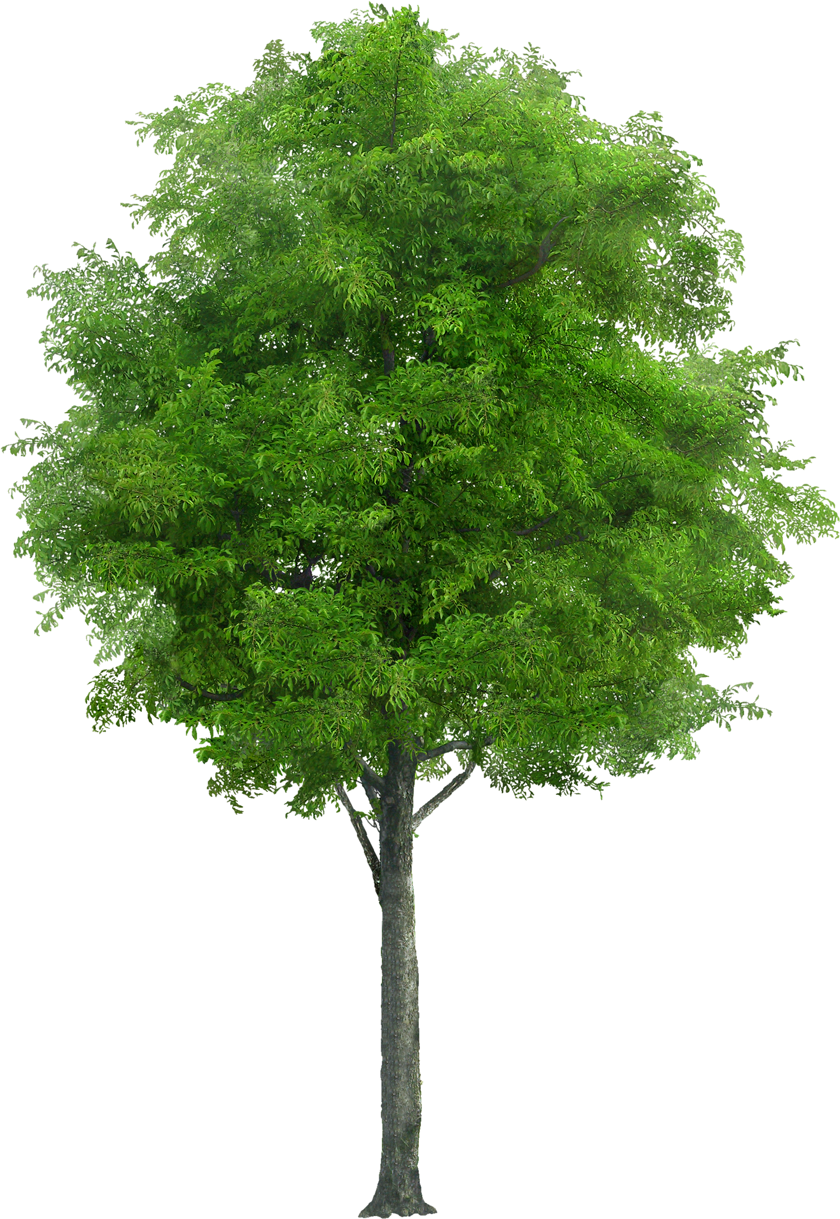Attibution Is Required- In Order To Use A This Photo - Free Image Of Tree (1833x2500)