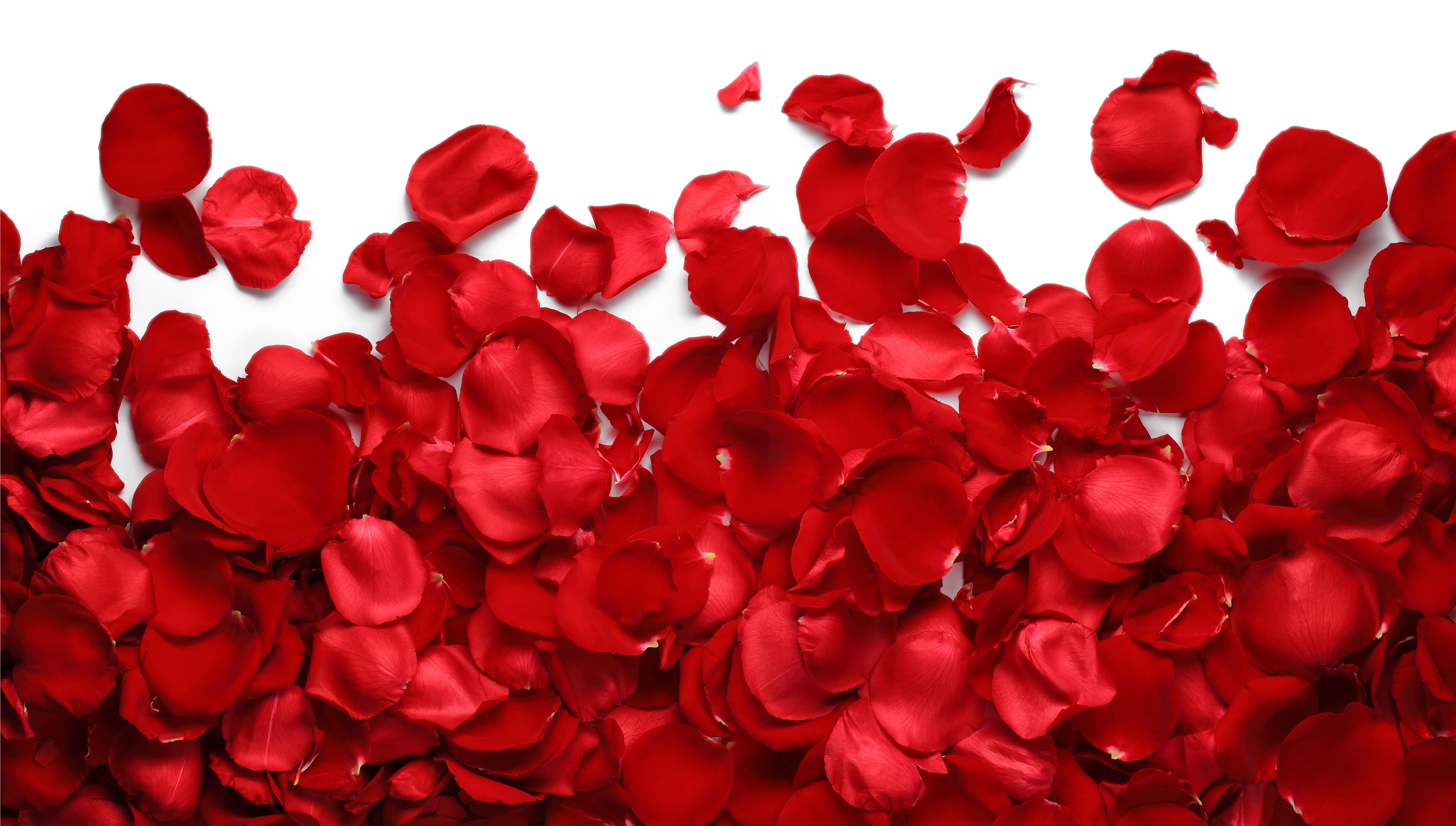 Time Shawty Song Sugar Too Bad Bandits - Rose Petals Png (5760x3840)
