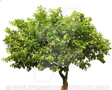 Shrub Png - Apple Tree Isolated (400x311)