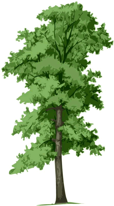 Waco Tree Care Services - Limones Kleines Blatt-/lindenbaum ~ Tilia Cordata Postkarte (460x816)