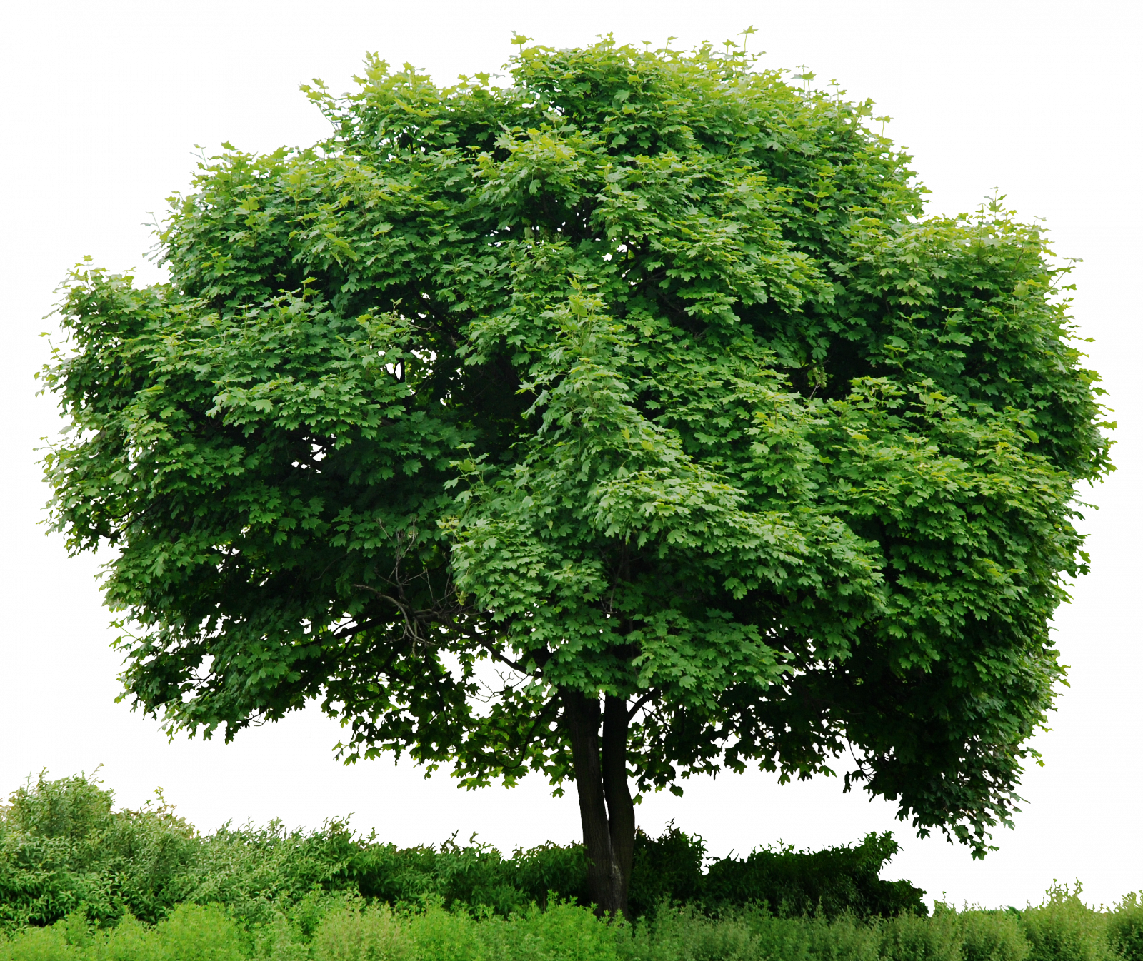 Tree With Grass Png - Trees Png (1600x1346)