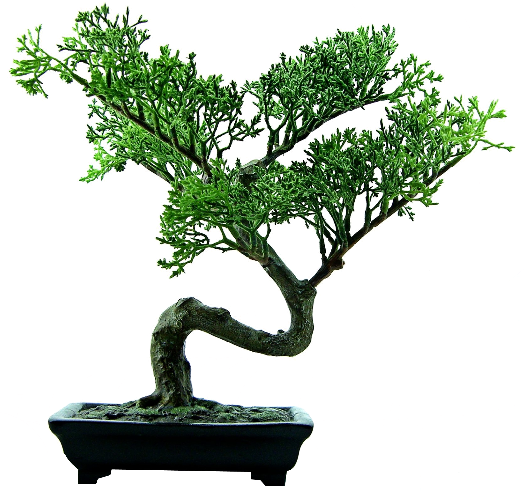 Bonsai Png (1692x1587)
