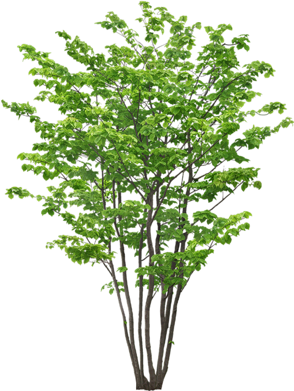 Explore Yandex, Clip Art And More - Tree (605x800)