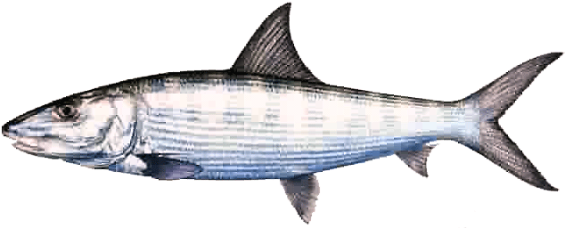 Oio - Single Bone Fish (653x259)