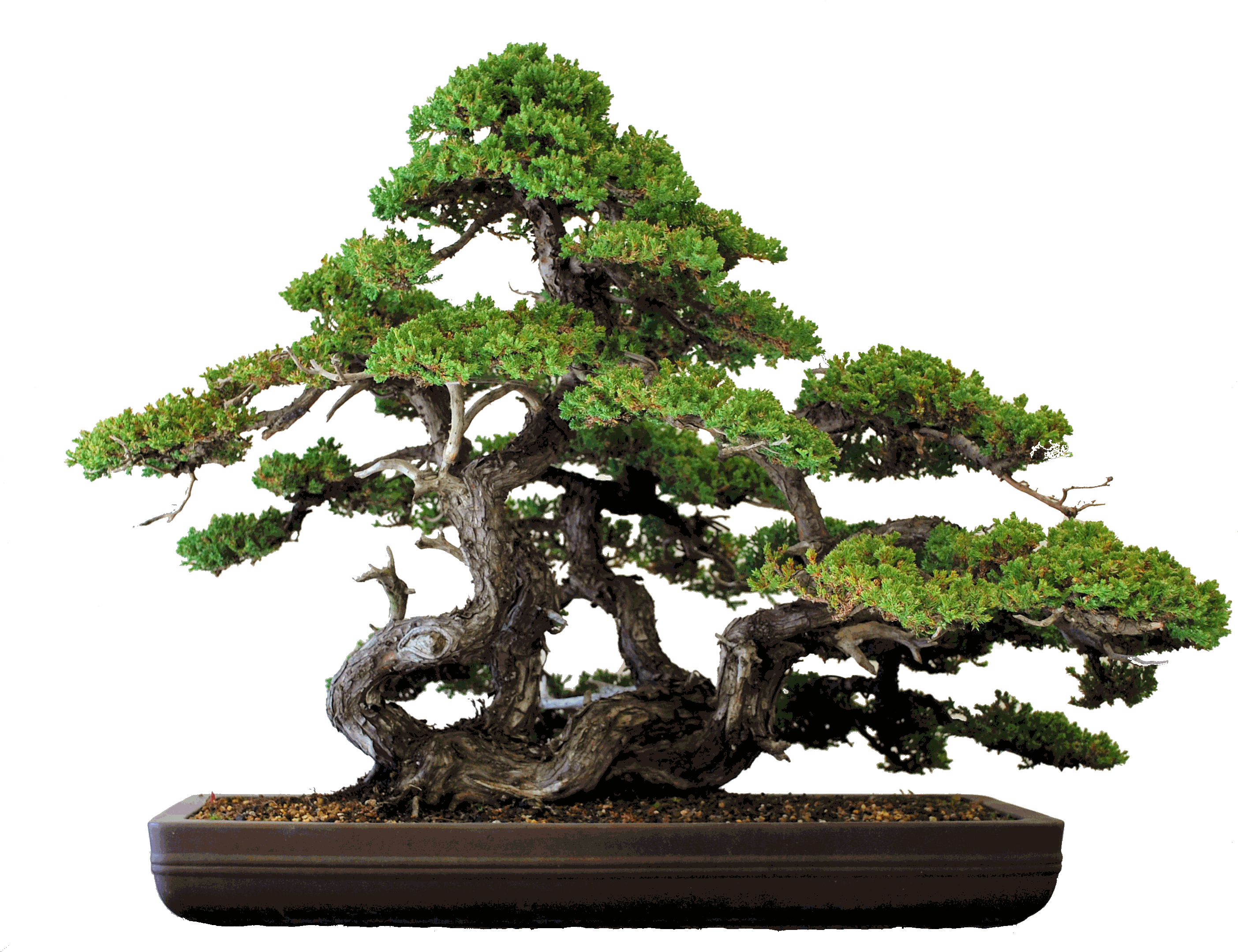 Pavel Slovak - Bonsai (2806x2236)