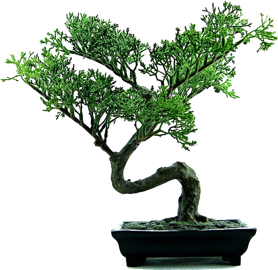 Bonsai-316573 640 Trans - Bonsai Tree Transparent Background (640x578)