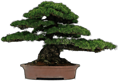 Bonsai Dibujo - Bonsai De Exterior (400x400)