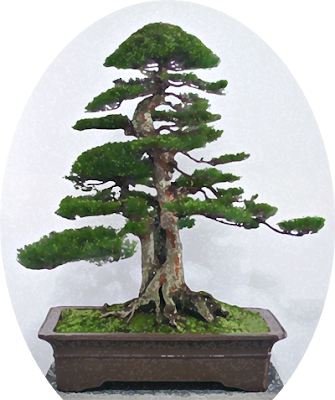 04 No Comments - Bonsai Malaysia (335x400)