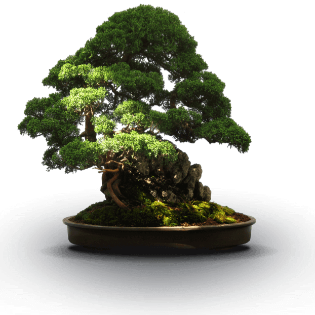 National Bonsai Foundation 101 Essential Tips Bonsai - Bonsai (622x622)