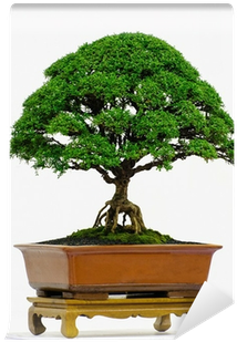 Sageretia Theezans (400x400)