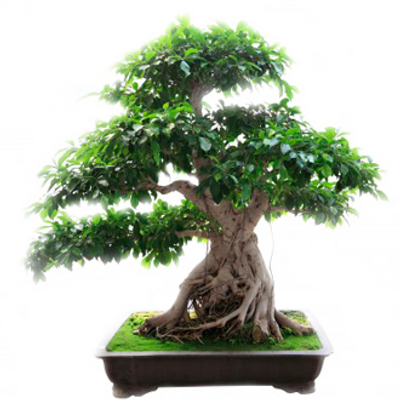 Olive Green Bonsai - Bonsai Plants Png (400x400)